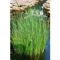 Kategorie <b>Gräser </b> - Carex nigra ca. 9x9 cm Topf (Wuchs jahreszeitlich)