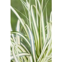 Kategorie <b>Gräser </b> - Carex ornithopoda 'Variegata' ca. 9x9 cm Topf (Wuchs jahreszeitlich)