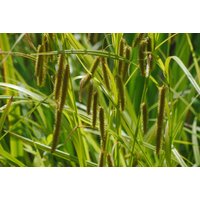 Gräser - Carex pseudocyperus ca. 9x9 cm Topf (Wuchs jahreszeitlich)
