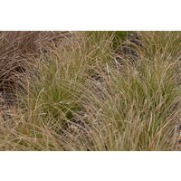 Kategorie <b>Produkt nicht gewünscht </b> - Carex testacea ca. 9x9 cm Topf (Wuchs jahreszeitlich)