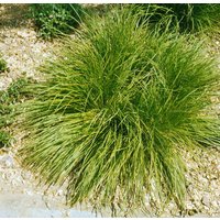 Kategorie <b>Gräser </b> - Carex umbrosa ca. 9x9 cm Topf (Wuchs jahreszeitlich)