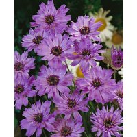 Kategorie <b>Produkt nicht gewünscht </b> - Catananche caerulea ca. 9x9 cm Topf (Wuchs jahreszeitlich)
