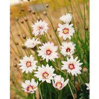 Kategorie <b>Produkt nicht gewünscht </b> - Catananche caerulea 'Alba' ca. 9x9 cm Topf (Wuchs jahreszeitlich)