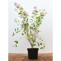 Kategorie <b>Produkt nicht gewünscht </b> - Ceanothus pallidus 'Marie Simon' 60- 80 cm