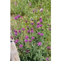 Kategorie <b>Produkt nicht gewünscht </b> - Centaurea bella ca. 9x9 cm Topf (Wuchs jahreszeitlich)