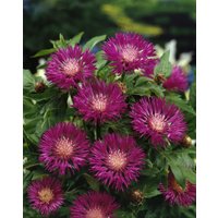 Kategorie <b>Produkt nicht gewünscht </b> - Centaurea dealbata ca. 9x9 cm Topf (Wuchs jahreszeitlich)