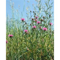 Kategorie <b>Produkt nicht gewünscht </b> - Centaurea jacea ca. 9x9 cm Topf (Wuchs jahreszeitlich)