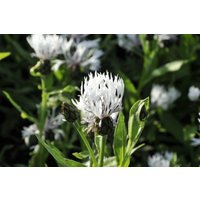 Kategorie <b>Stauden </b> - Centaurea montana 'Alba' ca. 9x9 cm Topf (Wuchs jahreszeitlich)