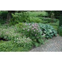 Kategorie <b>Produkt nicht gewünscht </b> - Centaurea pulcherrima ca. 9x9 cm Topf (Wuchs jahreszeitlich)