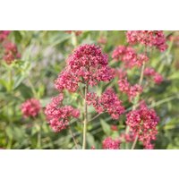 Kategorie <b>Produkt nicht gewünscht </b> - Centranthus ruber 'Coccineus' 2-3 Liter Container (Wuchs jahreszeitlich)