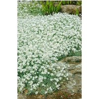 Kategorie <b>Stauden </b> - Cerastium tomentosum ca. 9x9 cm Topf (Wuchs jahreszeitlich)