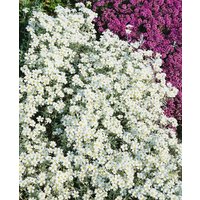 Kategorie <b>Stauden </b> - Cerastium tomentosum 'Silberteppich' ca. 9x9 cm Topf (Wuchs jahreszeitlich)