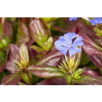 Kategorie <b>Stauden </b> - Ceratostigma plumbaginoides ca. 9x9 cm Topf (Wuchs jahreszeitlich)