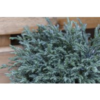 Nadelbäume u. Koniferen - Chamaecyparis pisifera 'Baby Blue' ca. 13 cm Topf (Wuchs jahreszeitlich)