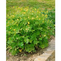 Kategorie <b>Stauden </b> - Chelidonium majus ca. 9x9 cm Topf (Wuchs jahreszeitlich)