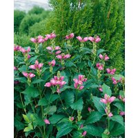 Stauden - Chelone obliqua ca. 9x9 cm Topf (Wuchs jahreszeitlich)