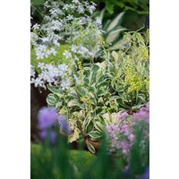 Kategorie <b>Produkt nicht gewünscht </b> - Chiastophyllum oppositifol.'Jim's Pride' ca. 9x9 cm Topf (Wuchs jahreszeitlich)