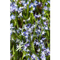 Kategorie <b>Bodendecker </b> - Chionodoxa forbesii ca. 9x9 cm Topf (Wuchs jahreszeitlich)