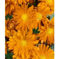 Kategorie <b>Stauden </b> - Chrysanthemum x hort.'Havelschwan' ca. 9x9 cm Topf (Wuchs jahreszeitlich)