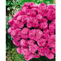 Kategorie <b>Stauden </b> - Chrysanthemum x hort.'Manito' ca. 9x9 cm Topf (Wuchs jahreszeitlich)