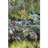 Stauden - Cimicifuga ramosa 'Pink Spike' ca. 11x11 cm Topf (Wuchs jahreszeitlich)