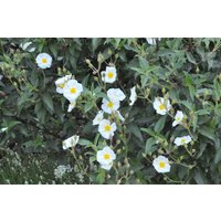 Kategorie <b>Produkt nicht gewünscht </b> - Cistus laurifolius ca. 11x11 cm Topf (Wuchs jahreszeitlich)