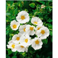 Kategorie <b>Produkt nicht gewünscht </b> - Cistus monspeliensis ca. 11x11 cm Topf (Wuchs jahreszeitlich)