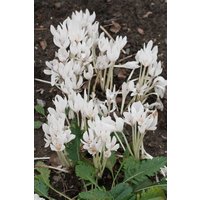 Kategorie <b>Stauden </b> - Colchicum autumnale 'Album' ca. 11x11 cm Topf (Wuchs jahreszeitlich)