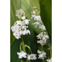 Stauden - Convallaria majalis 'Pleniflora' ca. 9x9 cm Topf (Wuchs jahreszeitlich)