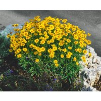Kategorie <b>Produkt nicht gewünscht </b> - Coreopsis grandiflora 'Christchurch' ca. 9x9 cm Topf (Wuchs jahreszeitlich)