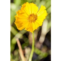 Kategorie <b>Produkt nicht gewünscht </b> - Coreopsis grandiflora 'Schnittgold' ca. 9x9 cm Topf (Wuchs jahreszeitlich)