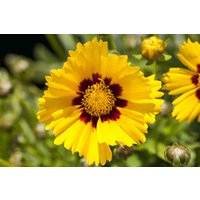 Kategorie <b>Produkt nicht gewünscht </b> - Coreopsis grandiflora 'Sonnenkind' ca. 9x9 cm Topf (Wuchs jahreszeitlich)