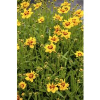 Stauden - Coreopsis lanceolata 'Walter' ca. 9x9 cm Topf (Wuchs jahreszeitlich)