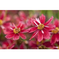 Kategorie <b>Stauden </b> - Coreopsis rosea 'Limerock Ruby' -R- ca. 11x11 cm Topf (Wuchs jahreszeitlich)