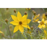 Kategorie <b>Produkt nicht gewünscht </b> - Coreopsis verticillata 'Grandiflora' ca. 9x9 cm Topf (Wuchs jahreszeitlich)