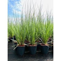 Kategorie <b>Gräser </b> - Cortaderia selloana 3-5 Liter Container (Wuchs jahreszeitlich)