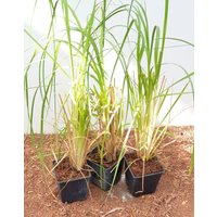 Kategorie <b>Gräser </b> - Cortaderia selloana ca. 12 cm Topf (Wuchs jahreszeitlich)