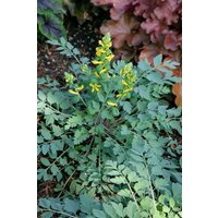 Kategorie <b>Stauden </b> - Corydalis cult.'Canary Feathers' -R- ca. 9x9 cm Topf (Wuchs jahreszeitlich)