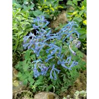 Kategorie <b>Stauden </b> - Corydalis elata 'Blue Summit' ca. 9x9 cm Topf (Wuchs jahreszeitlich)