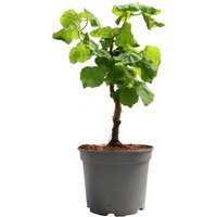 Kategorie <b>Laubbäume </b> - Corylus avellana 'Contorta' 40-60 cm