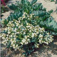 Kategorie <b>Stauden </b> - Crambe maritima ca. 11x11 cm Topf (Wuchs jahreszeitlich)