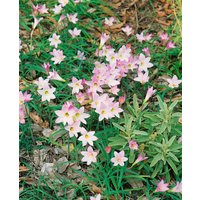 Kategorie <b>Produkt nicht gewünscht </b> - Crinum x powellii ca. 11x11 cm Topf (Wuchs jahreszeitlich)