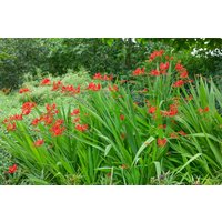 Kategorie <b>Produkt nicht gewünscht </b> - Crocosmia x crocosmiiflora 'Lucifer' 2-3 Liter Container (Wuchs jahreszeitlich)