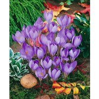 Kategorie <b>Stauden </b> - Crocus speciosus ca. 9x9 cm Topf (Wuchs jahreszeitlich)