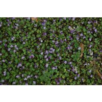 Kategorie <b>Produkt nicht gewünscht </b> - Cymbalaria muralis ca. 9x9 cm Topf (Wuchs jahreszeitlich)