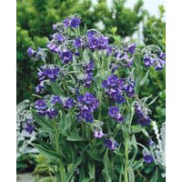 Kategorie <b>Produkt nicht gewünscht </b> - Cynoglossum nervosum ca. 9x9 cm Topf (Wuchs jahreszeitlich)