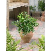 Kategorie <b>Gräser </b> - Cyrtomium falcatum ca. 9x9 cm Topf (Wuchs jahreszeitlich)