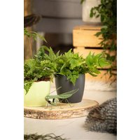 Kategorie <b>Gräser </b> - Cyrtomium fortunei ca. 9x9 cm Topf (Wuchs jahreszeitlich)