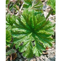 Kategorie <b>Stauden </b> - Darmera peltata ca. 11x11 cm Topf (Wuchs jahreszeitlich)