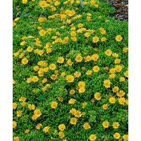 Kategorie <b>Stauden </b> - Delosperma nubigenum ca. 9x9 cm Topf (Wuchs jahreszeitlich)